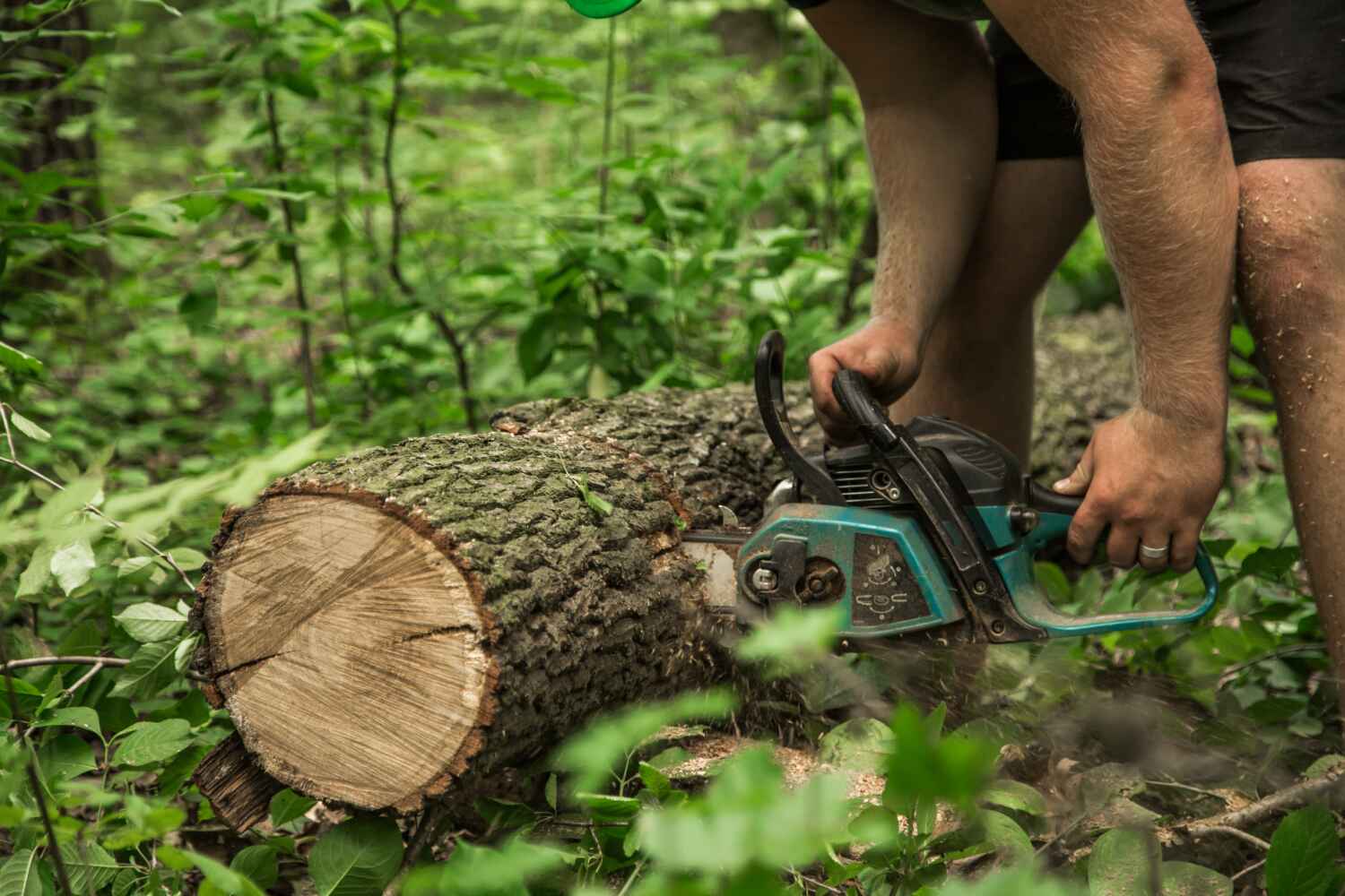 Tree Removal for Businesses in Brunswick, GA